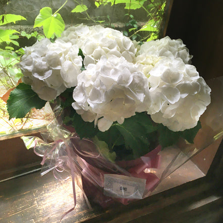 ご注文はお早めに!2020年のアジサイ花鉢・お花とワインの母の日ギフト
