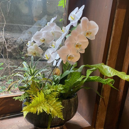新作がいっぱい!法人祝い、新築祝いに!オシャレな胡蝶蘭の寄せ植え特集