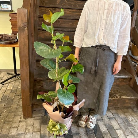 父の日ギフトや新築・引っ越し祝いに!おしゃれな観葉植物が入荷しています