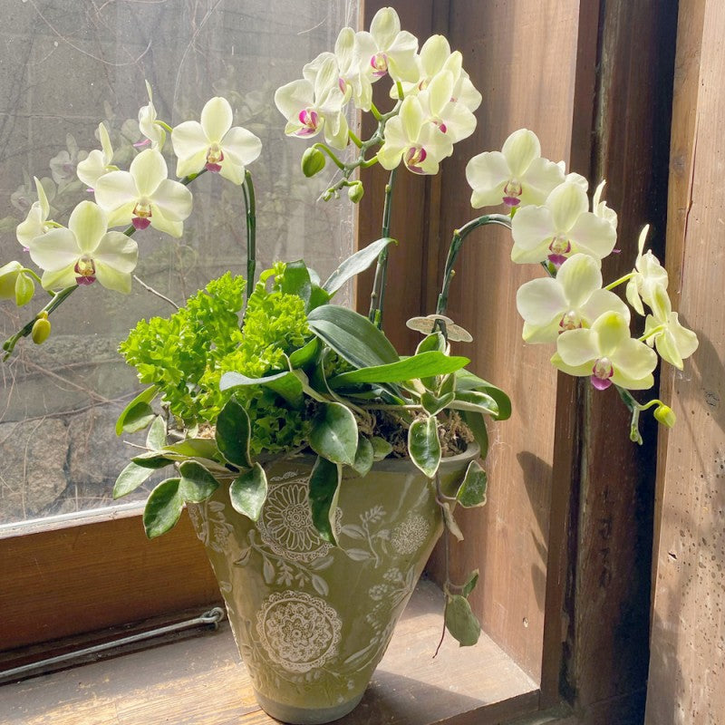 植木鉢 蘭鉢 緑 釉 洋ラン 胡蝶蘭 寄せ植え 観葉植物 多肉植物 山