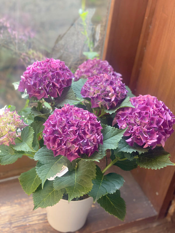 古希祝い アジサイギフト 紫陽花【花鉢ギフト】パープルビューティー