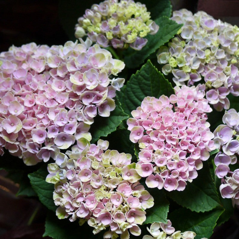 父の日プレゼント 紫陽花 鉢植え アジサイ マジカルシリーズ(ハイドランジア)