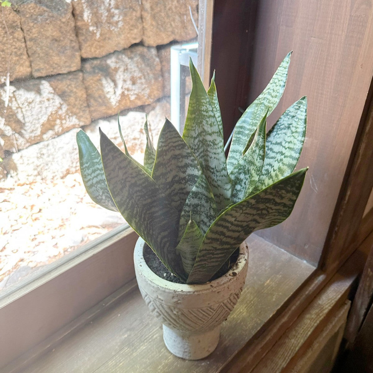 インテリアグリーン サンスベリア 白陶器鉢