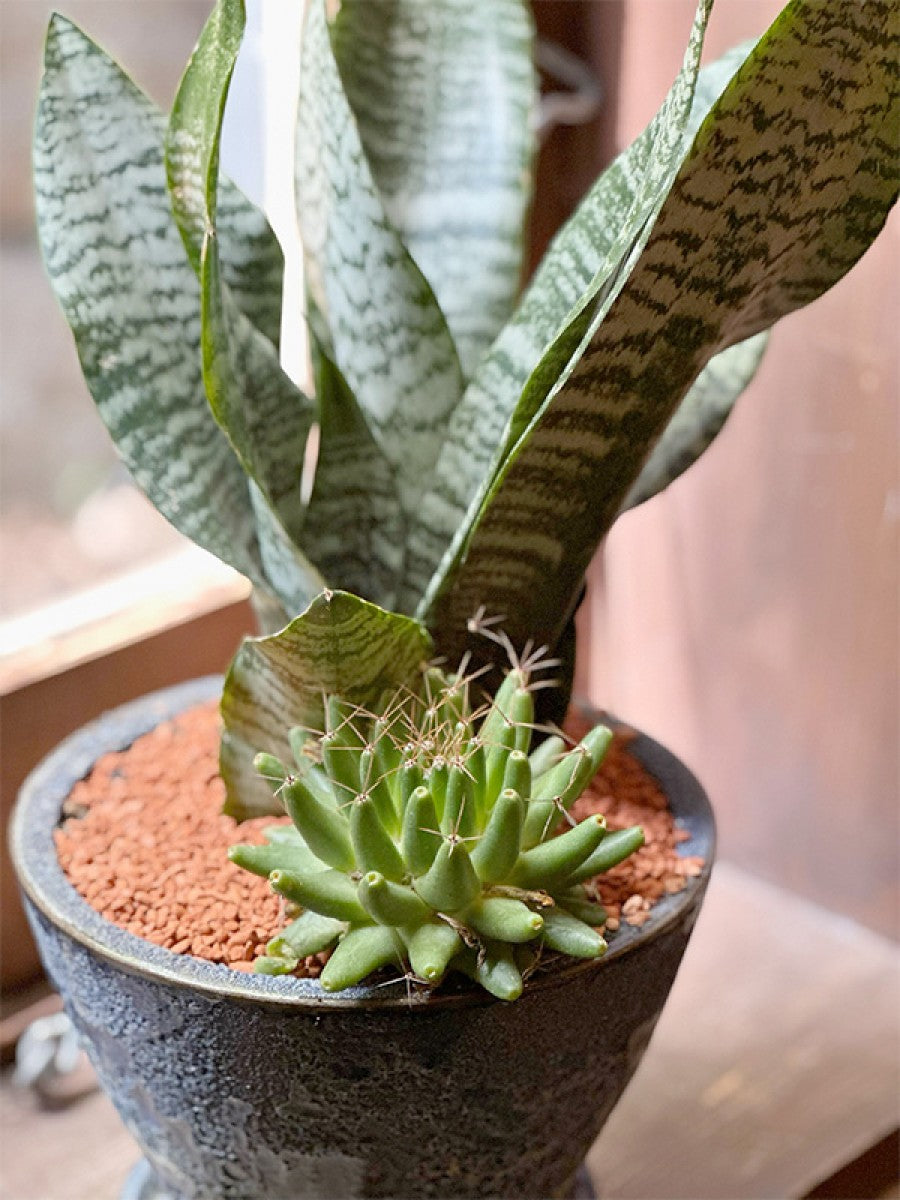 インテリアグリーン サンスベリアとサボテンの寄せ植え(ブルー鉢)