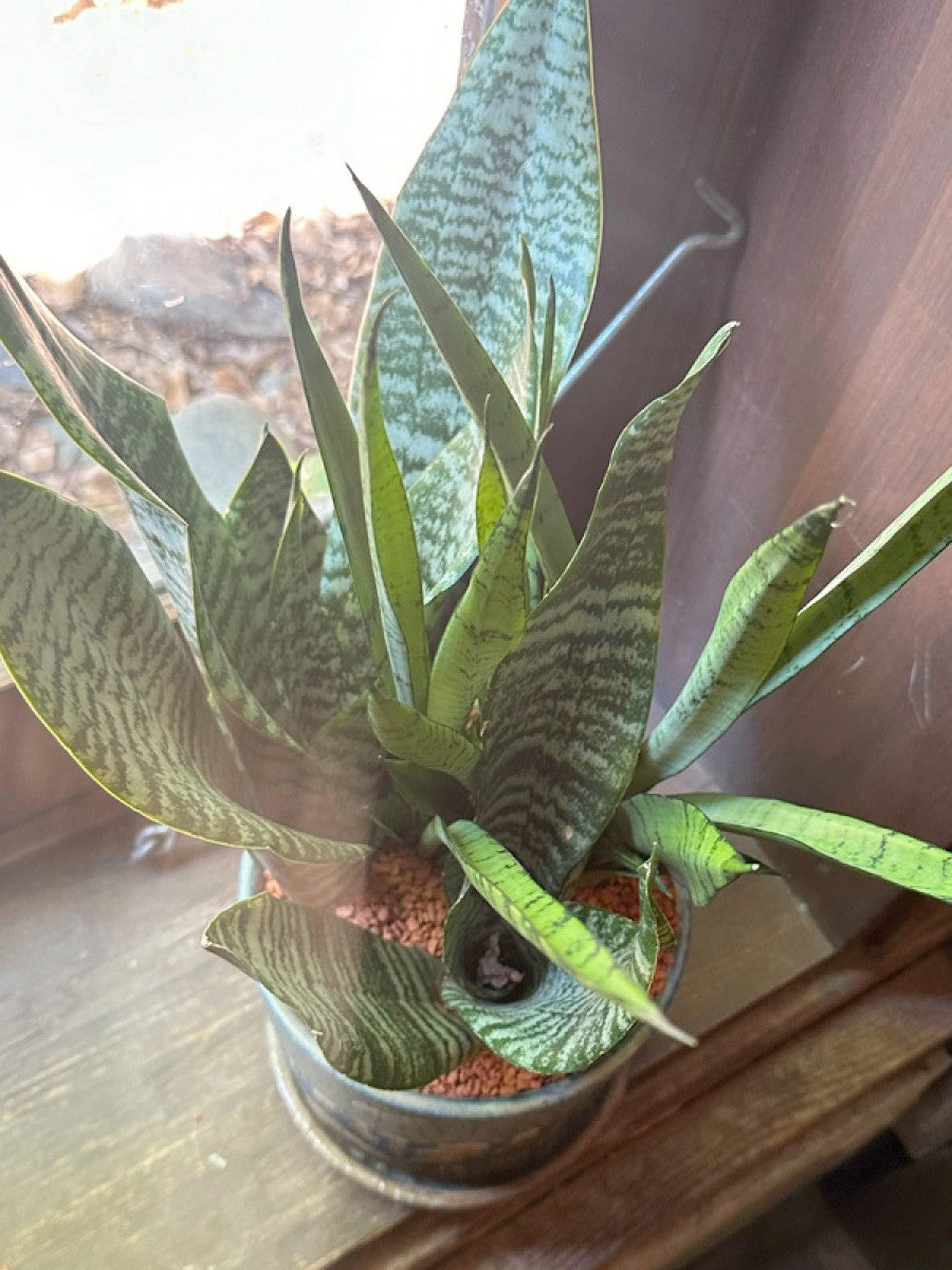 サンスベリア二種寄せ植え (ブルーアートな陶器鉢)