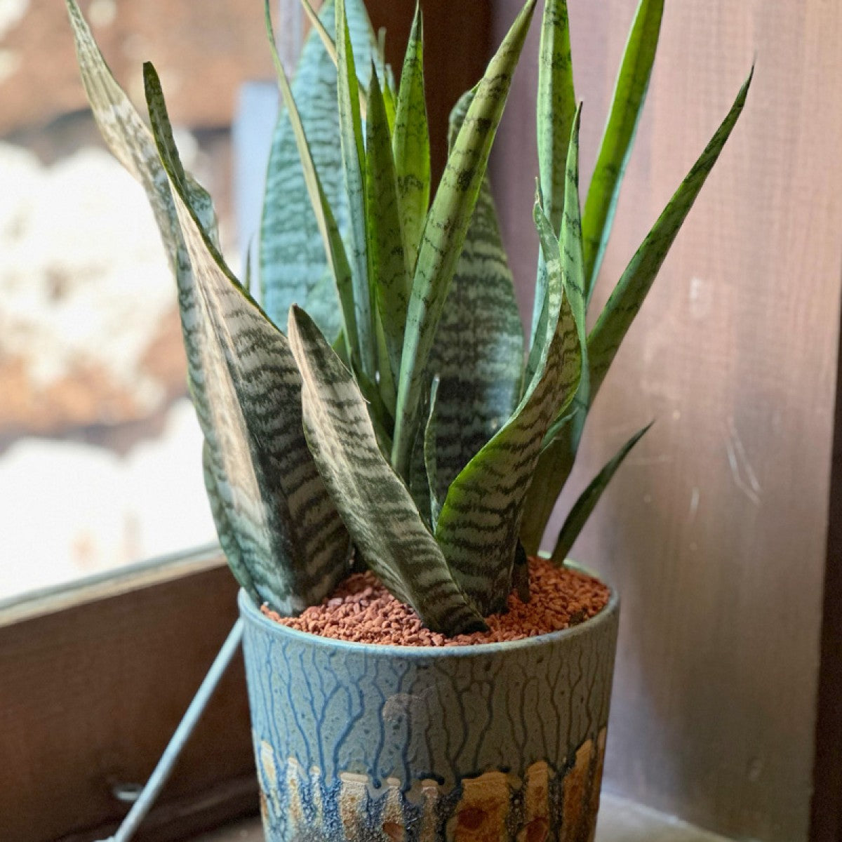 サンスベリア二種寄せ植え （ブルーアートな陶器鉢） – gracemarket.net