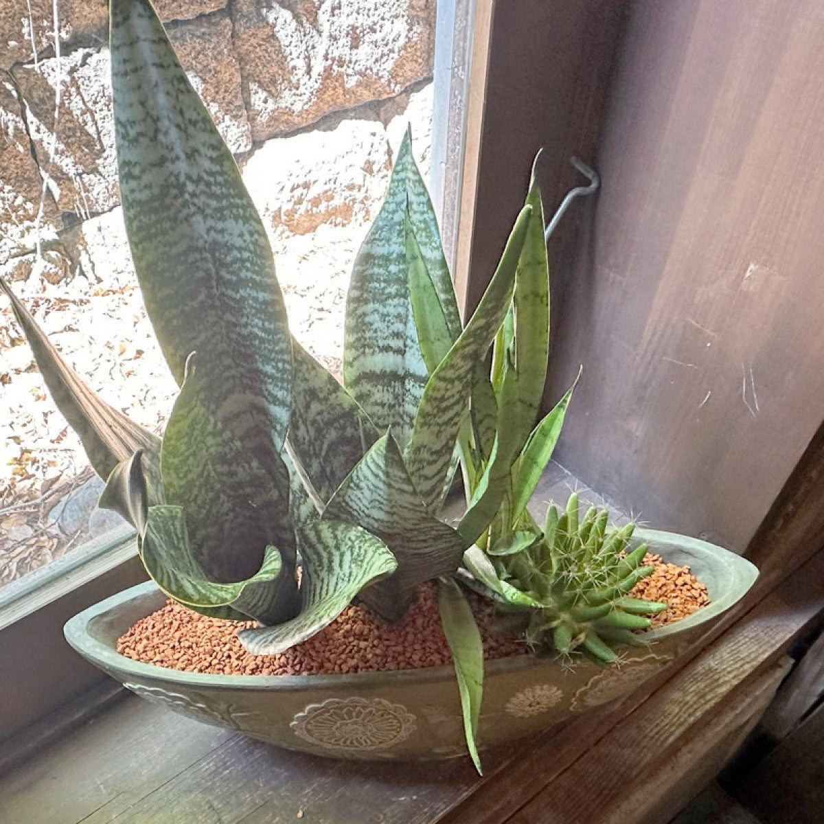 サンスベリアとサボテンの寄せ植え (グリーン楕円形鉢)