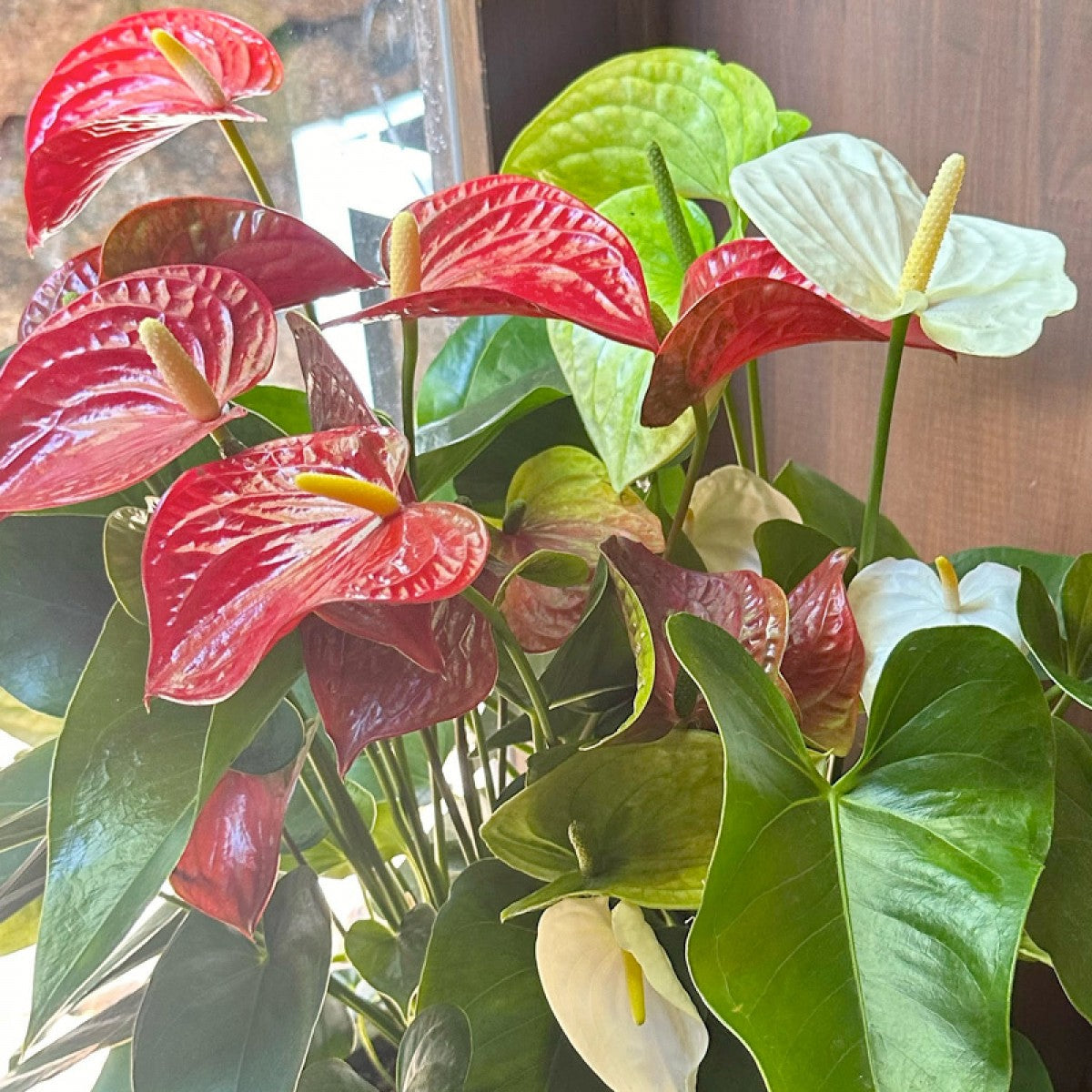 インテリアグリーン アンスリウム 紅白寄せ植え