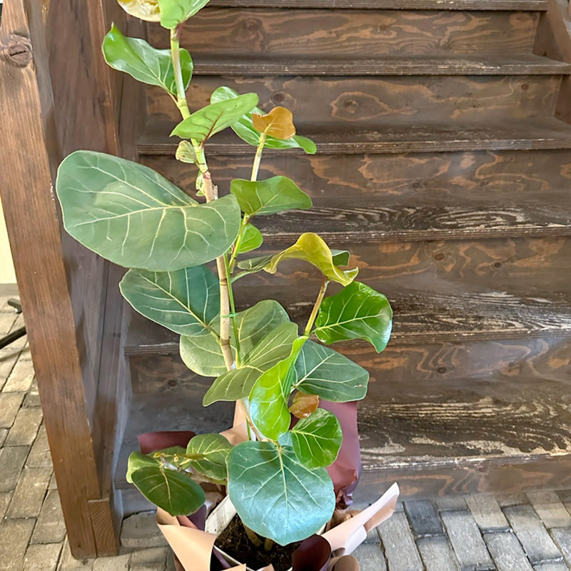 新築祝いに!観葉植物 シーグレープ 8寸鉢