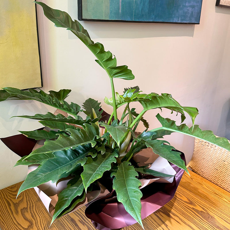 開店祝い、新築祝いに!フィロデンドロン ナロー 7寸鉢