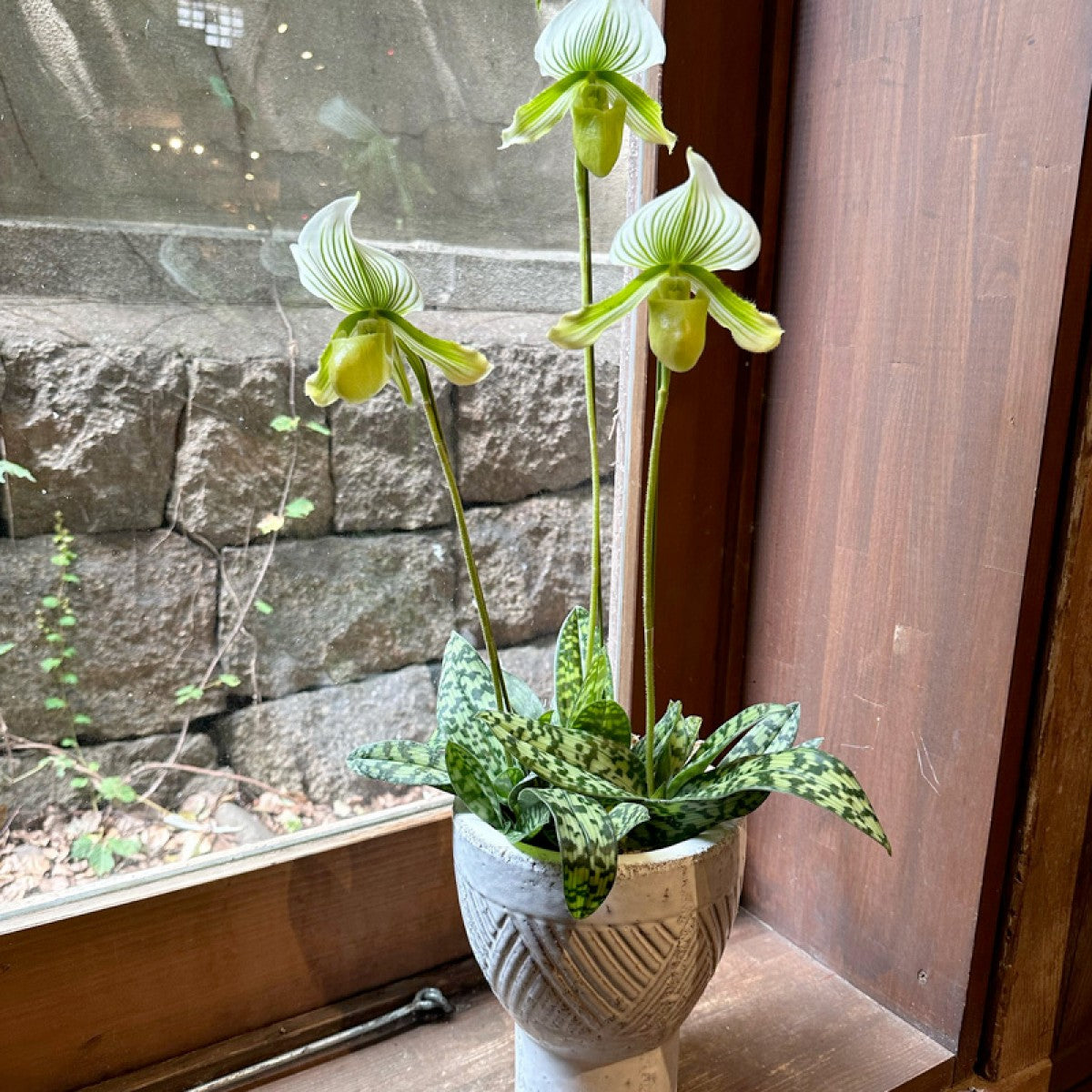 パフィオラン寄せ植え グリーン筋花 高台鉢