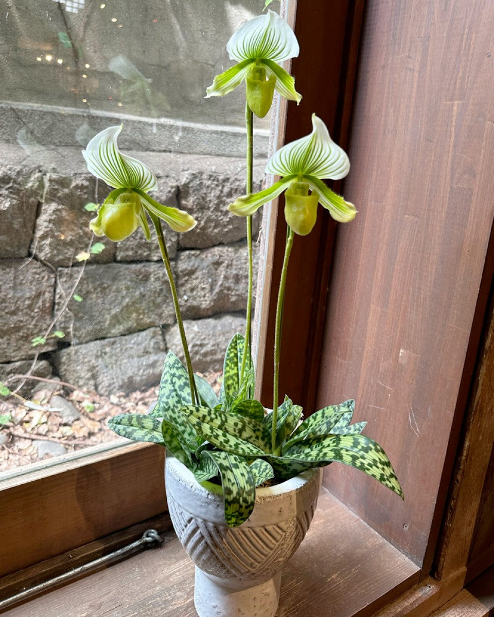 パフィオ パフィオラン寄せ植え グリーン筋花 高台鉢 – gracemarket.net