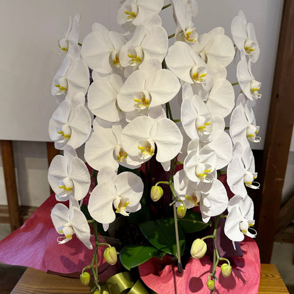 胡蝶蘭3本立て 開店祝い 開業祝い お祝いに最適！ – gracemarket.net