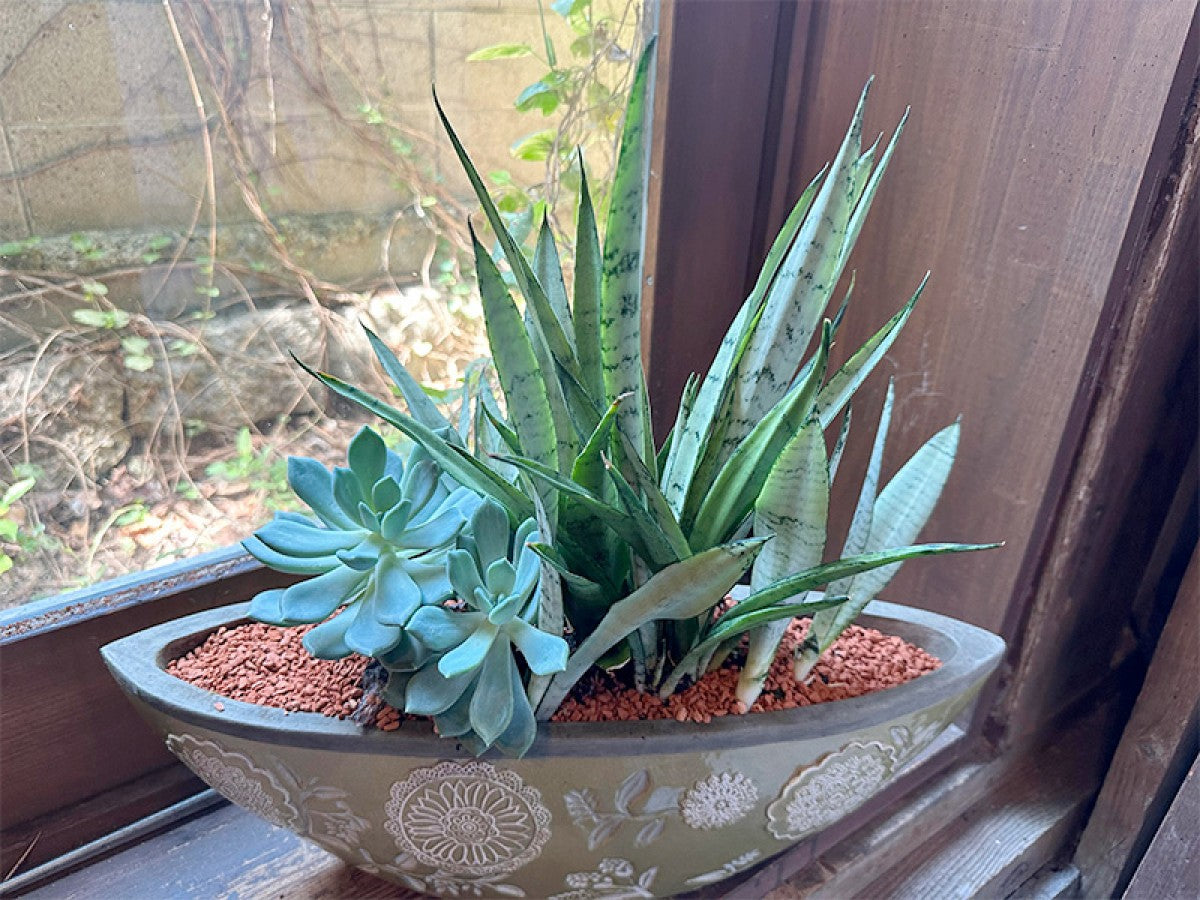 インテリアグリーン サンスベリアと多肉植物の寄せ植え グリーン舟形鉢 新築祝い 移転祝いに!