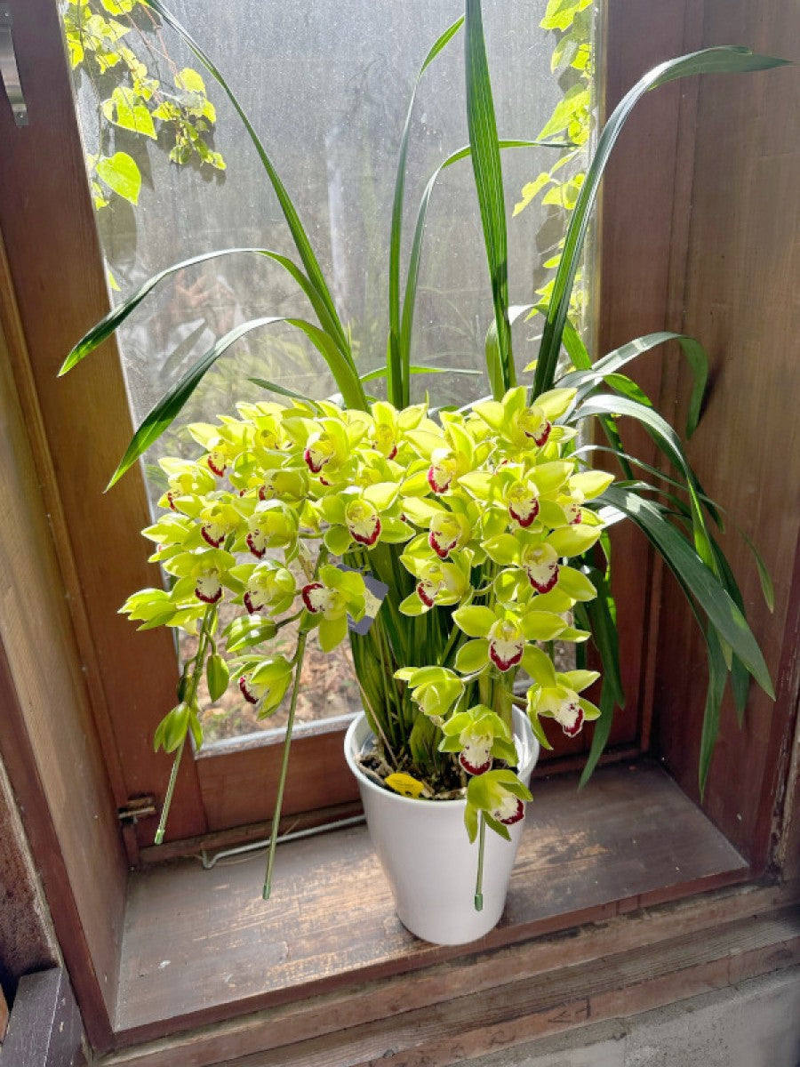 開店祝い、社長就任祝い!シンピジューム 3F グリーン