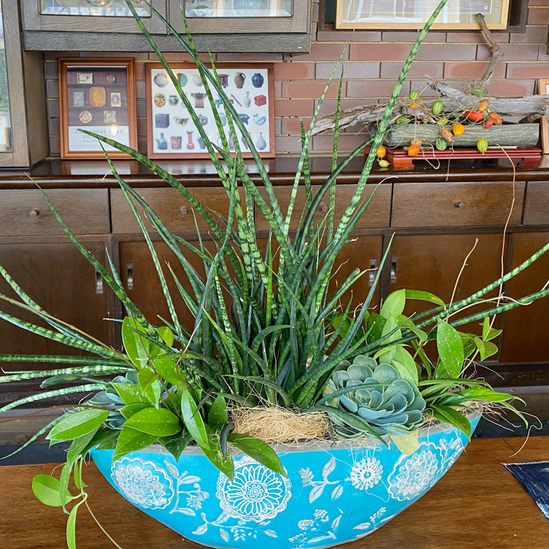 開店祝い 誕生日祝いに!【インテリアグリーン】サンスベリアと多肉植物