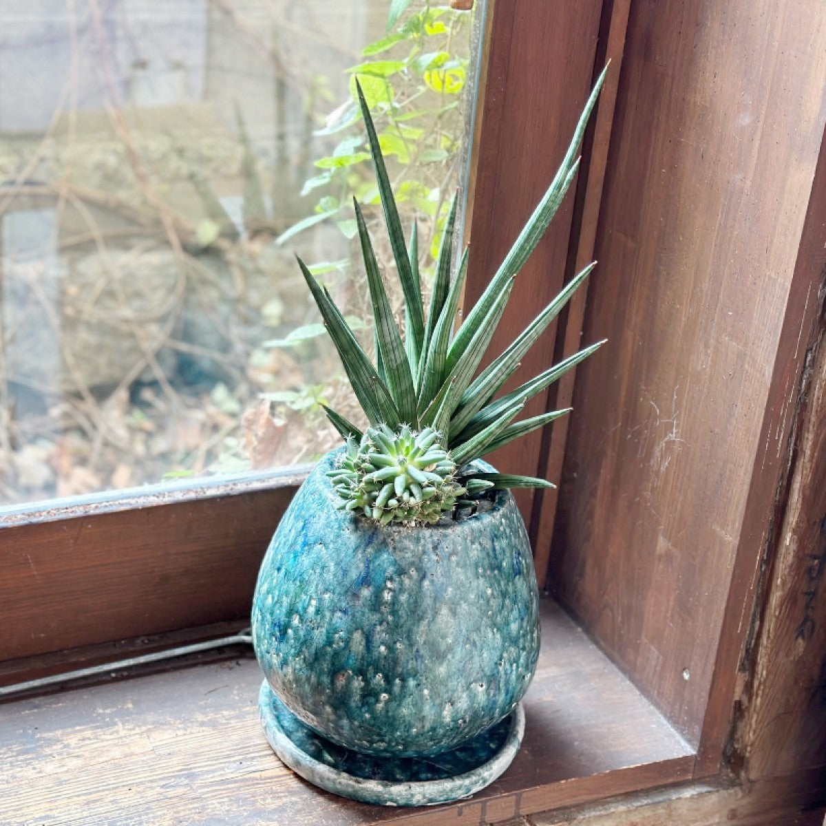 空気清浄 サンスベリアと多肉植物の寄せ植え 新築御祝い 引っ越し祝いに!【人気の寄せ植え】