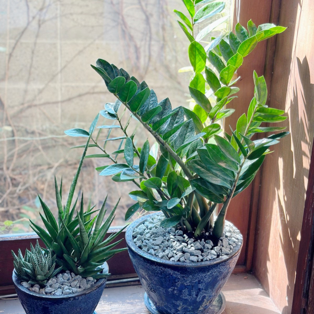 新築御祝い 誕生日プレゼントに! 空気清浄 サンスベリアと多肉植物の寄せ植えmini【人気の寄せ植え】