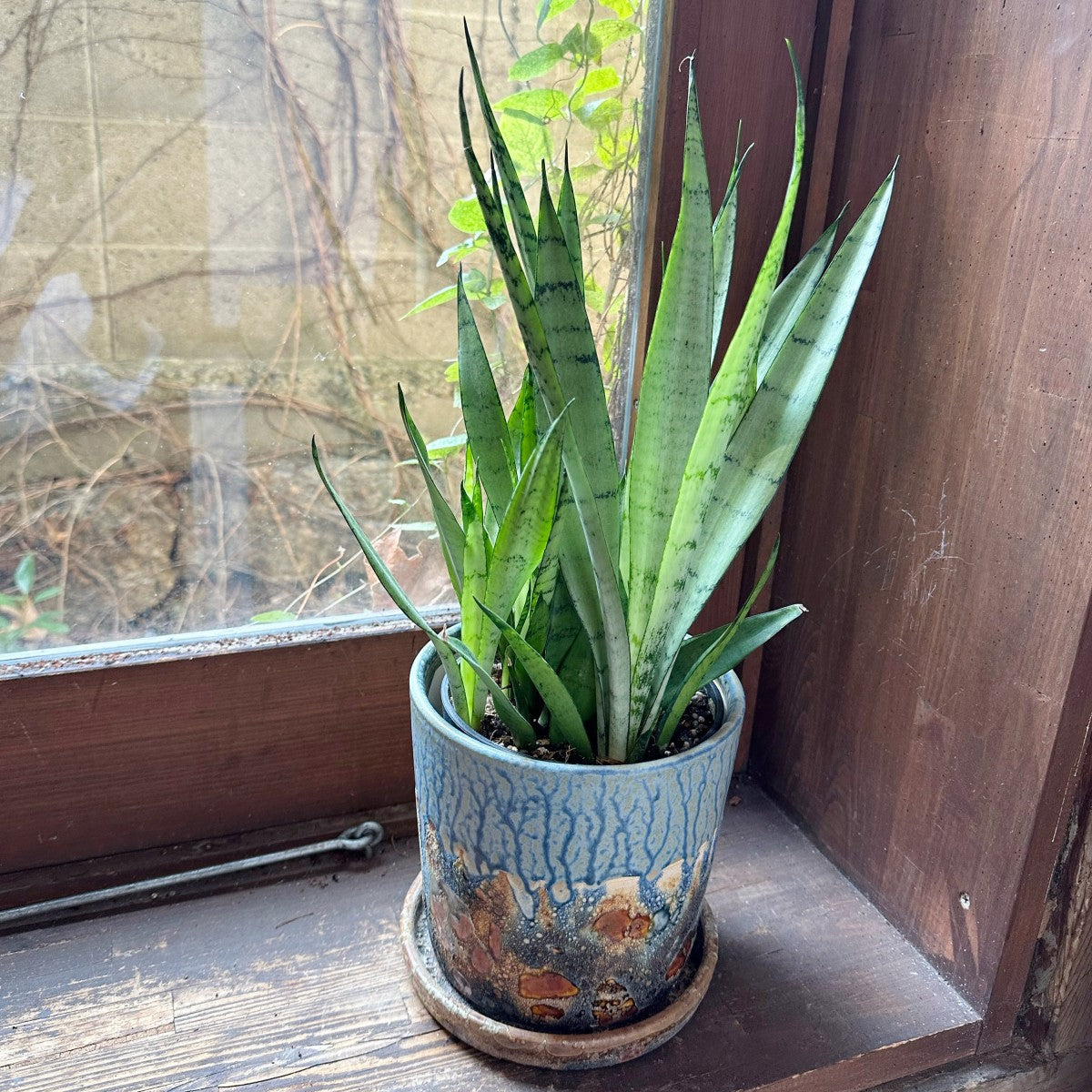 空気清浄 サンスベリア寄せ植え 新築御祝い 引っ越し祝いに!【人気の寄せ植え】