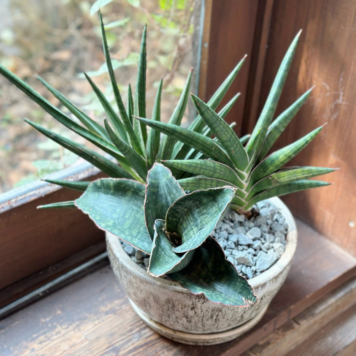 空気清浄 サンスベリア Sansevieria francisii と多肉植物の寄せ植え 新築御祝い 引っ越し祝いに!【人気の寄せ植え】