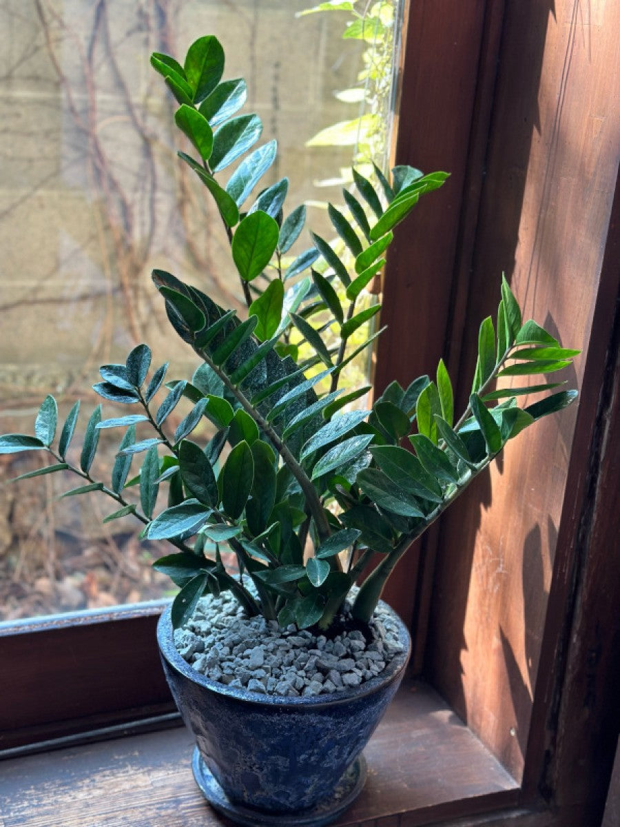 空気洗浄 インテリアグリーン ザミフォーリア グリーン陶器鉢