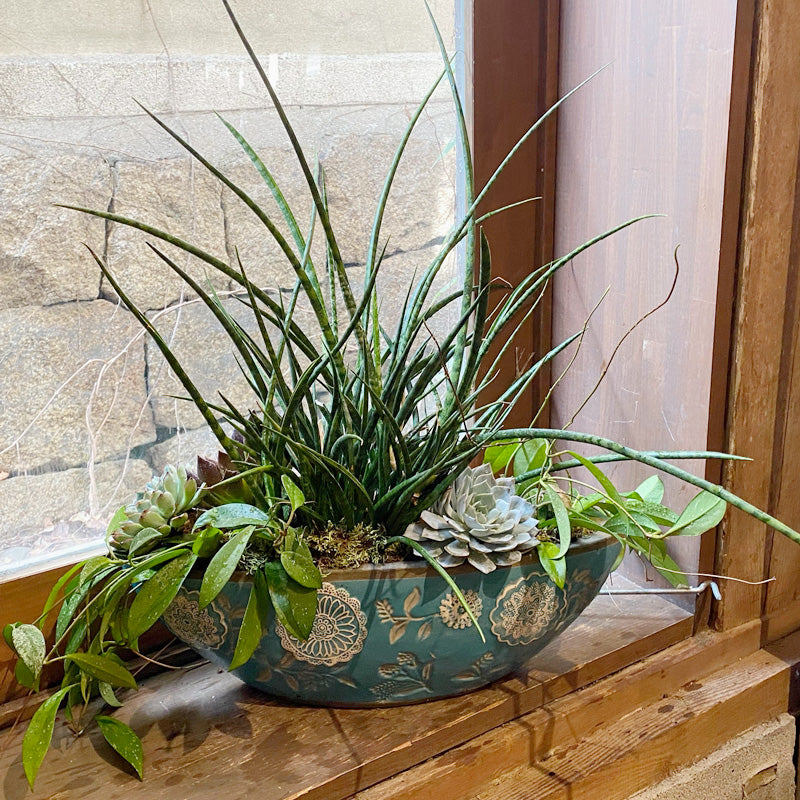 新築祝い 開店祝いに サンスベリア・多肉植物・ホヤの寄せ植え