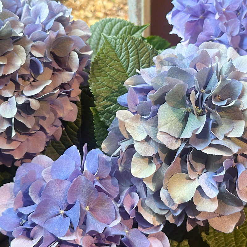母の日ギフト!見事なアジサイ配送 秋色紫陽花ブルー 青色陶器鉢