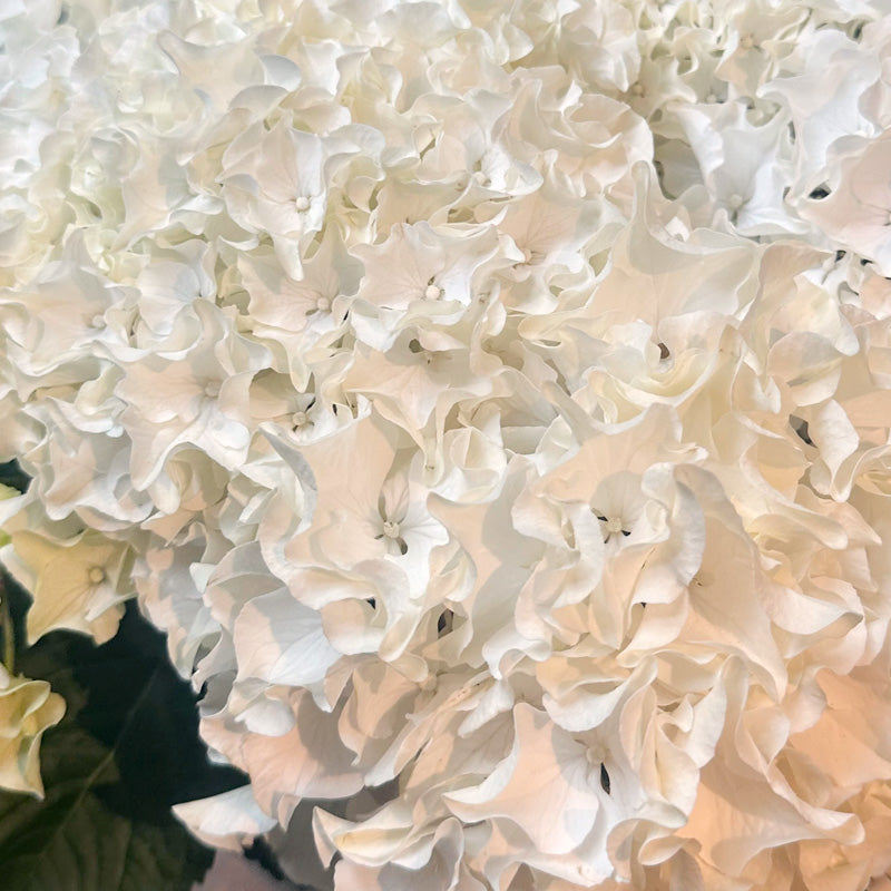 見事な紫陽花 ホワイトシーサイドウェーブ 黒色陶器鉢