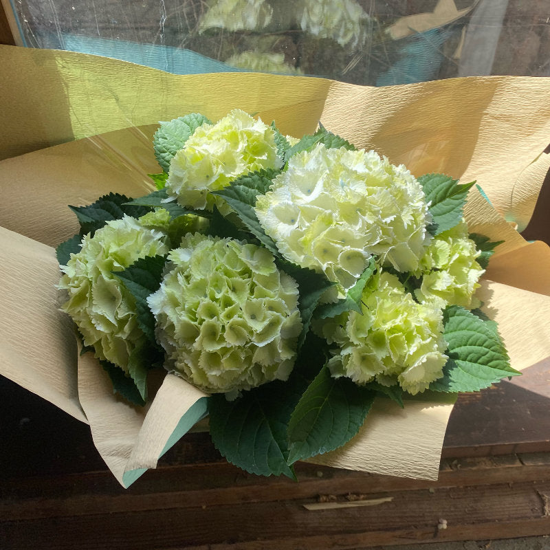 母の日にお勧めの紫陽花 レモンキッス