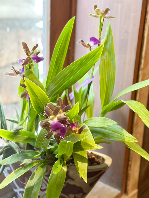 古稀祝い、開店お祝い!紫色の洋蘭ジゴベタとサンスベリアの寄せ植え(紫陶器鉢)