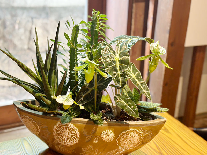 開店お祝い、インテリアグリーンに!パフィオ蘭とインテリアグリーンの寄せ植え