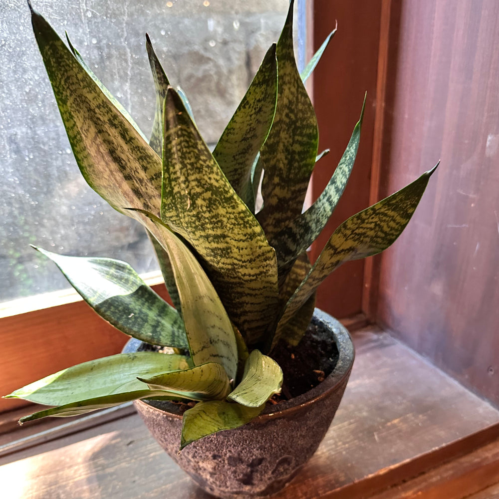 インテリアグリーン サンスベリア寄せ植え