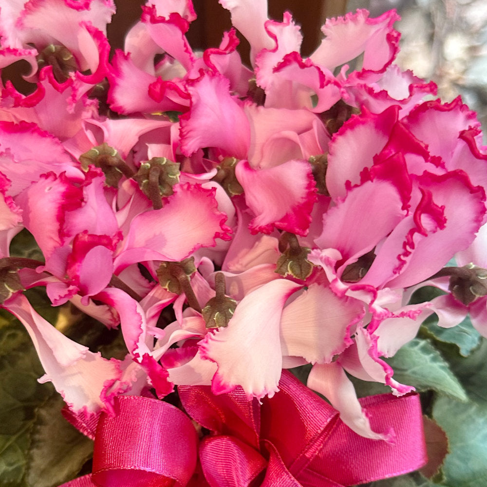 クリスマスプレゼント!シクラメン ビクトリアピンク 5寸 カゴ入り