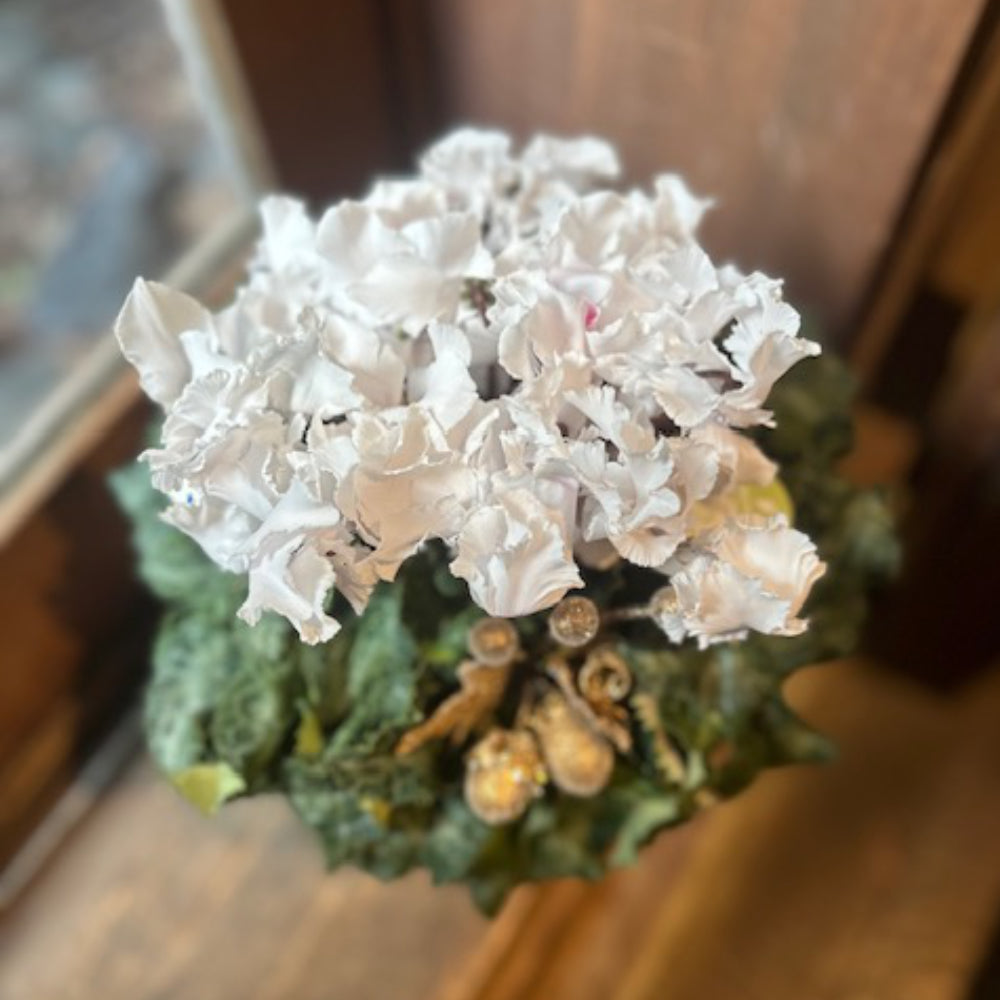 クリスマスプレゼントに!シクラメンフリル5寸鉢 陶器鉢付き