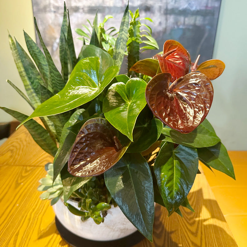 新築お祝い、開店祝いに！アンスリウムと多肉植物、サンスベリアの寄せ