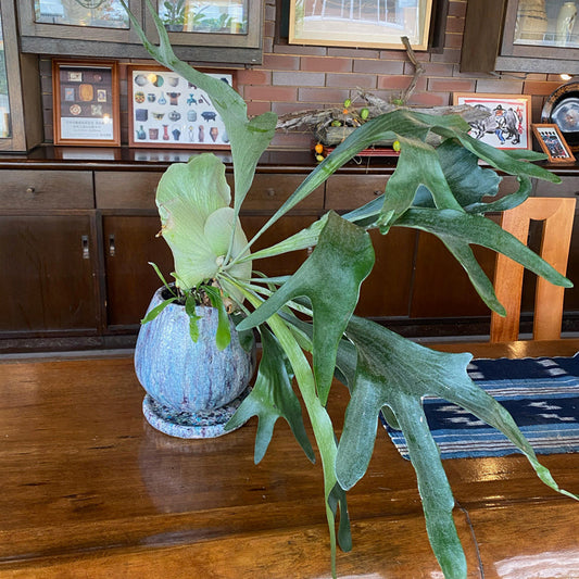 ゴージャスな胡蝶蘭のお祝いをお探しの方におすすめ！グレースマーケットの寄せ植え