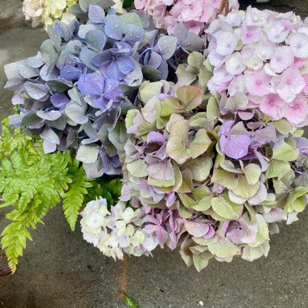 父の日紫陽花を贈ろう！母の日のプレゼントが未だの方にも。おすすめ紫陽花選