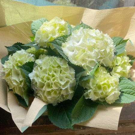 誕生日プレゼントや母の日ギフトにおすすめ！紫陽花の花鉢が入荷しています！