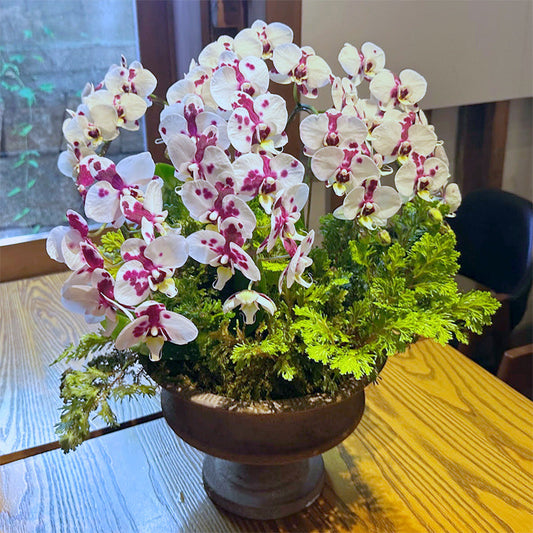 開店祝い、開院祝いや新築のお祝いに！おしゃれな鉢植え・寄せ植えギフト