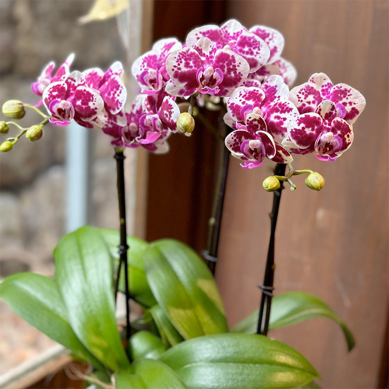 開店祝い 古希祝いにおすすめ!ミニ胡蝶蘭(ロビン)とエケベリアの寄せ植え　紫陶器鉢