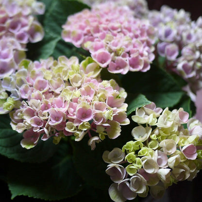 還暦祝い 紫陽花 鉢植え アジサイ マジカルシリーズ(ハイドランジア)