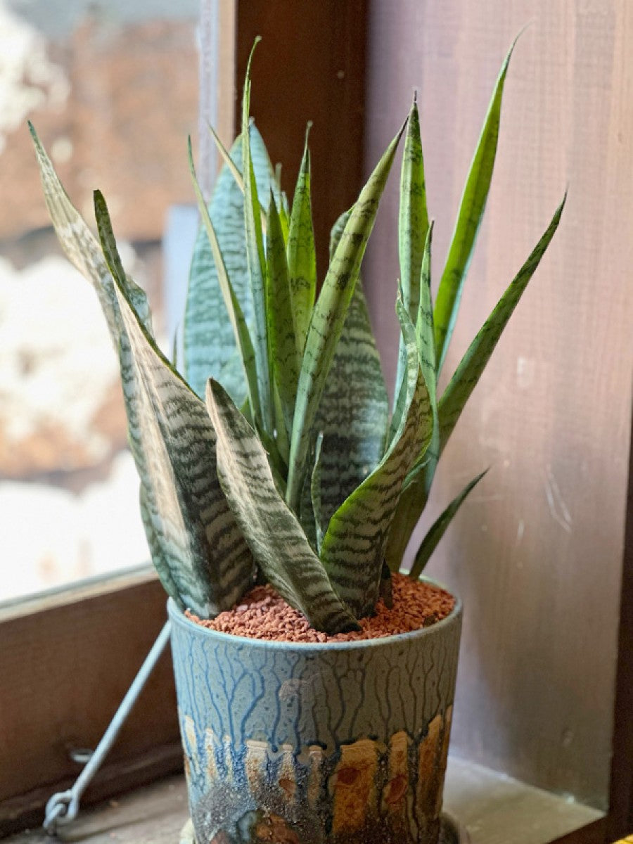 サンスベリア二種寄せ植え （ブルーアートな陶器鉢） – gracemarket.net