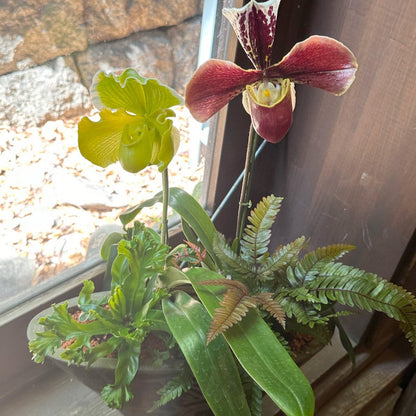 インテリアグリーン！パフィオ蘭とシダの寄せ植え（パープル陶器鉢）