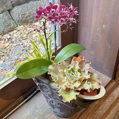 新築祝い　開店祝いに!胡蝶蘭パープルと多肉植物の寄せ植え　パープル鉢