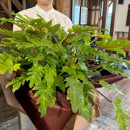 開店祝い、父の日お祝いに!観葉植物(クッカバラ)