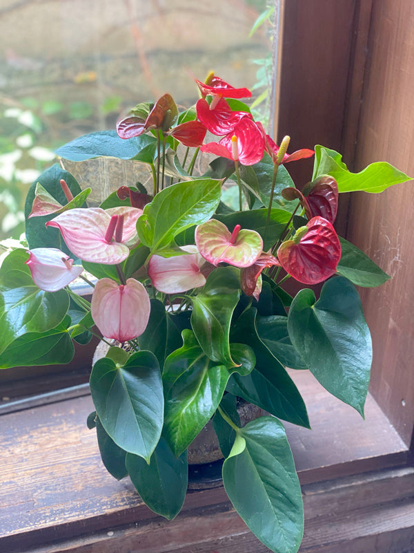 誕生日 開店祝いに!【オシャレな花鉢ギフト】アンスリウム2種寄せ植え