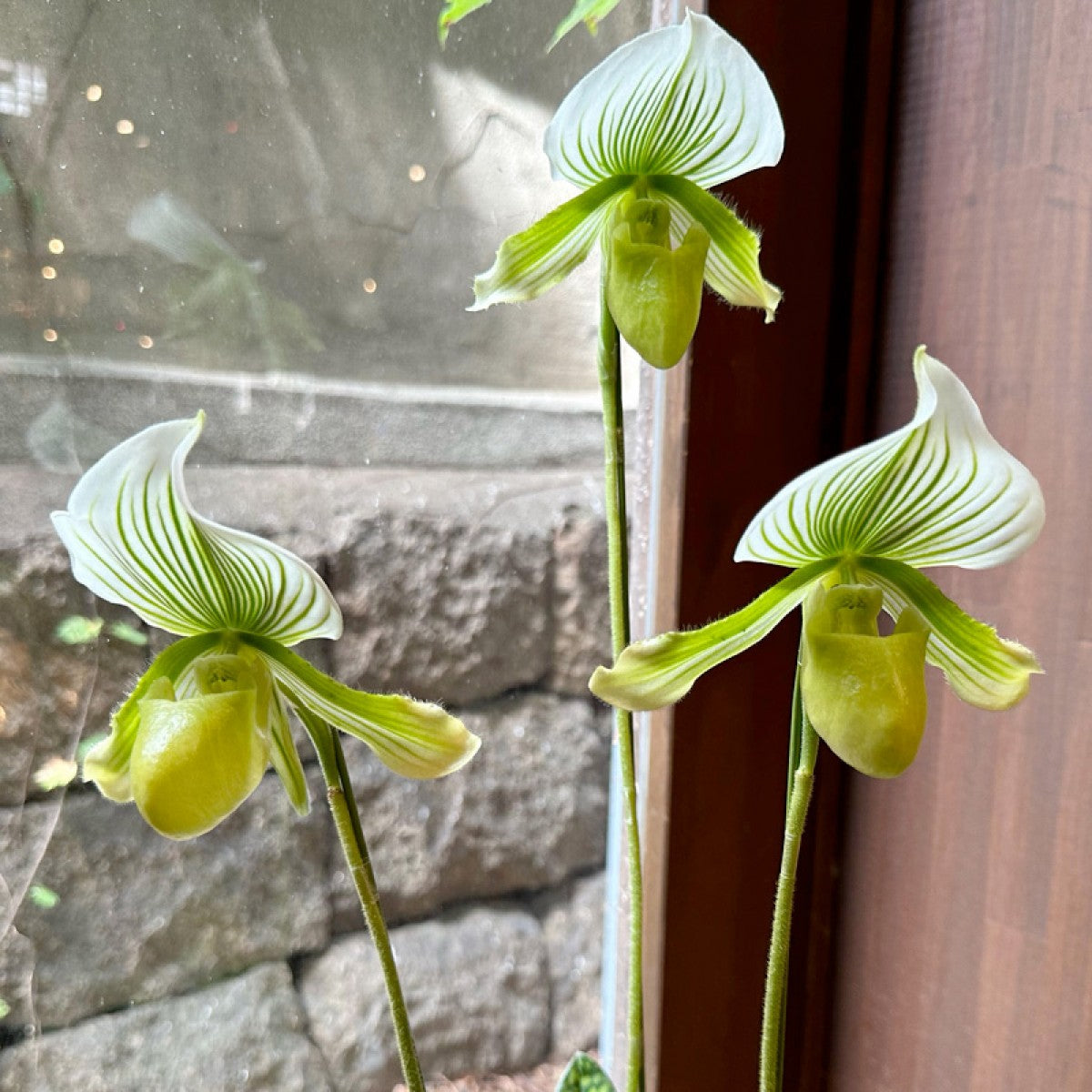 パフィオ パフィオラン寄せ植え グリーン筋花 高台鉢 – gracemarket.net