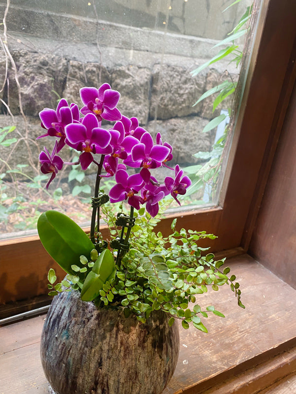 送別 誕生日プレゼントにおすすめ!ミニ胡蝶蘭ピンクとグリーンの寄せ