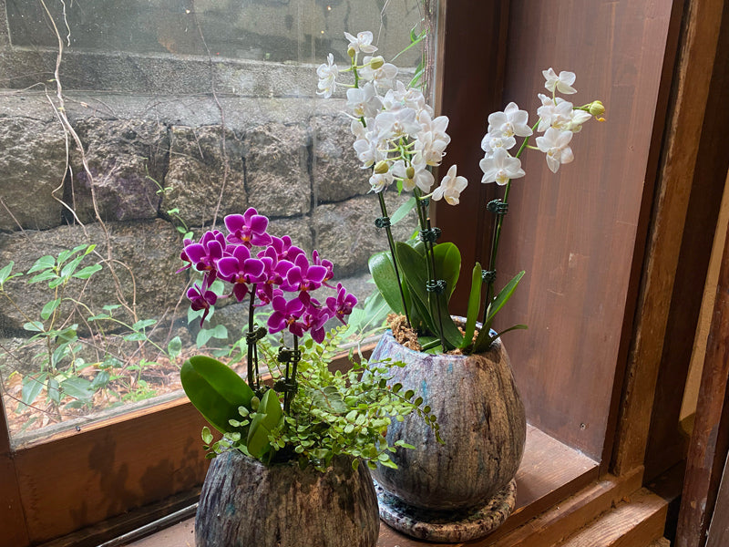 送別 誕生日プレゼントにおすすめ!ミニ胡蝶蘭ピンクとグリーンの寄せ植え(涙型鉢)