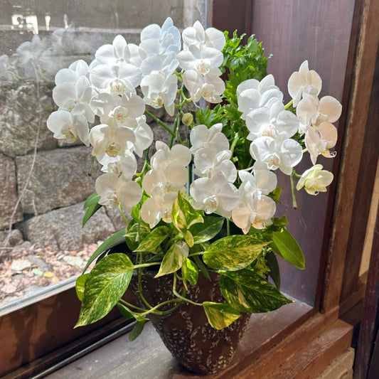 開店祝い、社長就任祝いに！ミニ胡蝶蘭　アマビリスとグリーンの寄せ植え　（ゴールド鉢